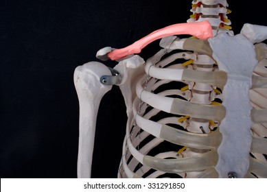 Clavicle 
