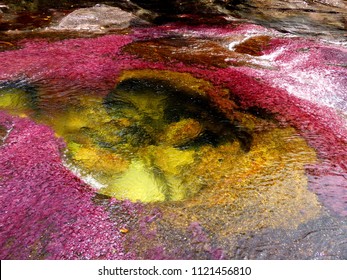 Clavulatum Algae River (Caño Cristales, Colombia)