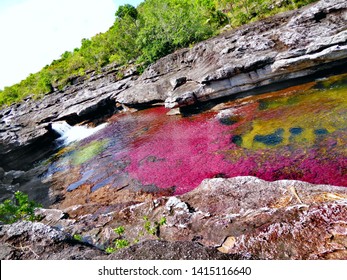 Clavulatum Algae River (Caño Cristales, Colombia)- Funny Mickey´s Ears Formed On The Rocks.