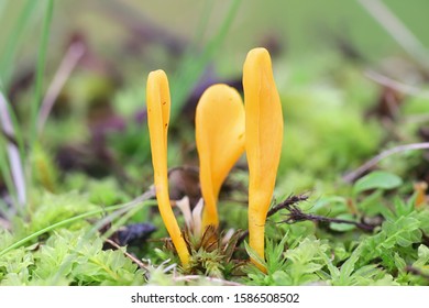 Club Fungi Images Stock Photos Vectors Shutterstock