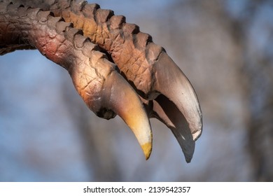 Claw Of The Dinosaur. Close Up, Shot.