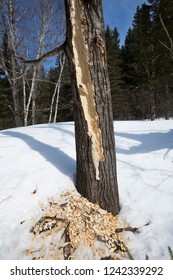 Claw Marks In A Dead Tree In The Snow Near Rangeley, Maine, Likely Made By A Black Bear In Early Spring.