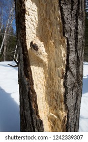 Claw Marks In A Dead Tree In The Snow Near Rangeley, Maine, Likely Made By A Black Bear In Early Spring.