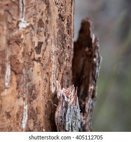 Claw Marks On The Trunk Of The Tree