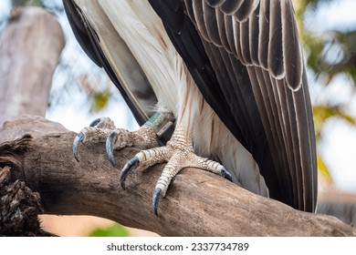 The claw of Philippine eagle (Pithecophaga jefferyi) is a critically endangered species of eagle which is endemic to forests in the Philippines. 
It is considered the largest of the extant eagles. - Powered by Shutterstock