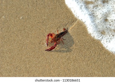 Clawed Lobster Alive On A Beach