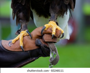 Claws Of Bald Headed Eagle, Sitting At Mans Hand, Close Up