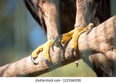 Claws Bird Prey Stock Photo 1213360330 | Shutterstock