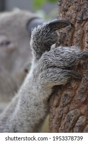 Claws Koala Climbed On Trunk Old Stock Photo 1953378739 | Shutterstock