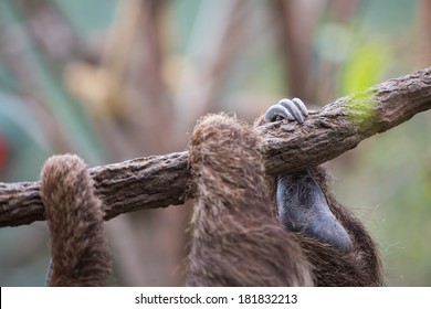 Claws Of Sloth 