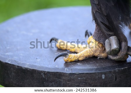 Claws of a white-headed eagle