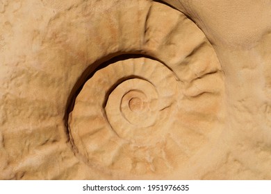 Clay Imprint Of A Large Ammonite. Ammonoidea.