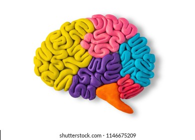 Clay model of brain anatomy on white background - Powered by Shutterstock