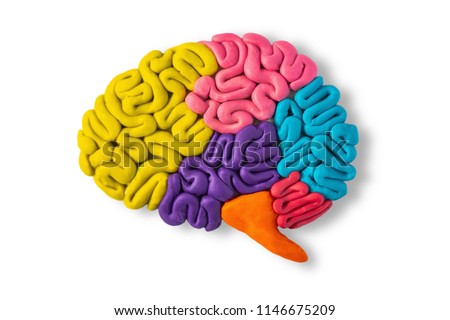 Clay model of brain anatomy on white background