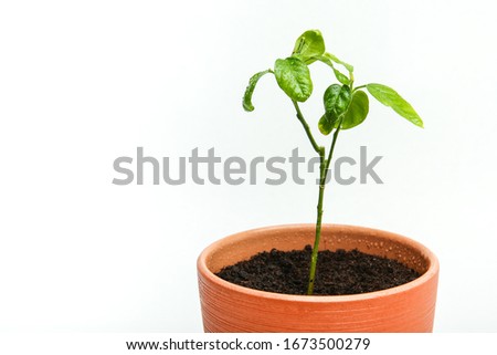 Similar – Foto Bild Junge Chili Pflanze auf dem Balkon