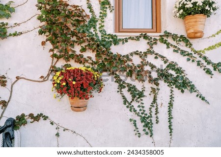 Clay pots with colorful flowers hang on the wall of the house entwined with green ivy