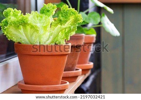 clay pots with fresh green salad and other plants and herbs stand on the windowsill on the balcony, next to a watering can and a sprayer for caring for plants. home gardening. garden on the windowsill