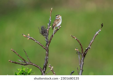 Clay-colord Sparrow Singing While Perched on Branch