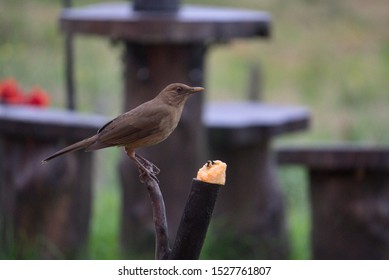 Clay Bird Stock Photos Images Photography Shutterstock