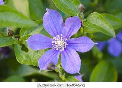 Cleamtis justa violet in the garden. Beautiful flower background - Shutterstock ID 1660546792