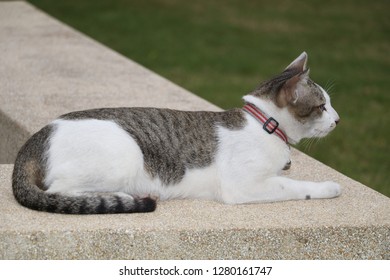 
Clean and beautiful cat - Shutterstock ID 1280161747