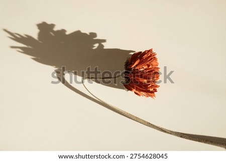 Clean botanical composition with single gerbera flower with dramatic lighting