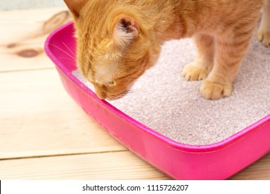 clean cat litter box