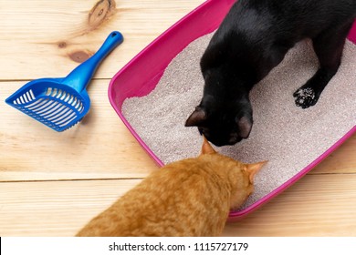 Clean Cat Litter Box