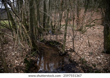A clean, clear stream in a forested area. A small brook flows through a wooded area. Moss-covered rocks line the edges of the stream, and bare branches are scattered around.