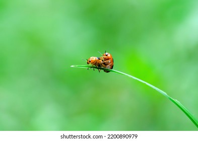 A Clean Close Up Shot (macro) Of Two Tiny Lady Bugs Mating On Top Of A Little Grass And Background In Bokeh. With Clean Green Bokeh Background