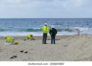 Clean Up Crew Removing Tar Balls From The Beach After An Oil Spill