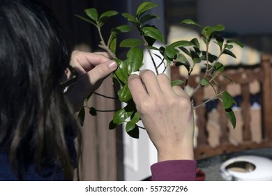 Clean dust of leaf