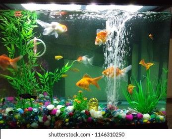 A Clean Fish Tank At Home 
With Mixed Fishes And Pebbles