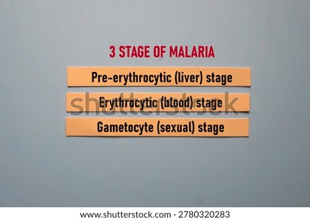 A clean, flat lay conceptual image showing the three primary stages of malaria: pre-erythrocytic, erythrocytic, and gametocyte stages on colored strips.