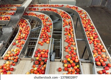 Clean And Fresh Gala Apples On A Conveyor Belt In A Fruit Packaging Warehouse For Presize