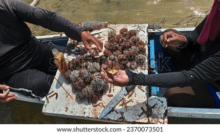 clean fresh sea urchin on a boat, Filipiny