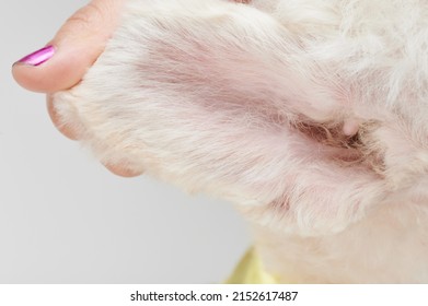 Clean Healthy Dog Ear Inside View After Grooming