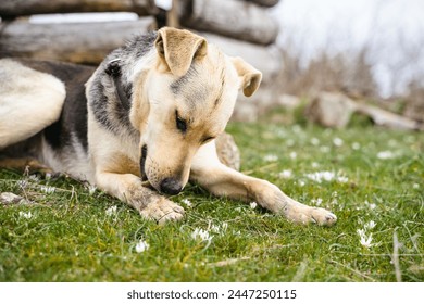 Clean homeless dog laying down and licking its leg on the ground close up, dog washing itself outdoor, domestic pet is cleaning itself on the grass  - Powered by Shutterstock