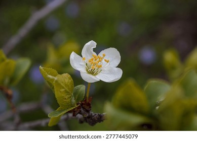 A clean, horizontal macro shot featuring a single, pristine white plum blossom. The flower is sharply focused against a deeply blurred, dark green garden background, emphasizing its delicate petals and vibrant yellow stamens.