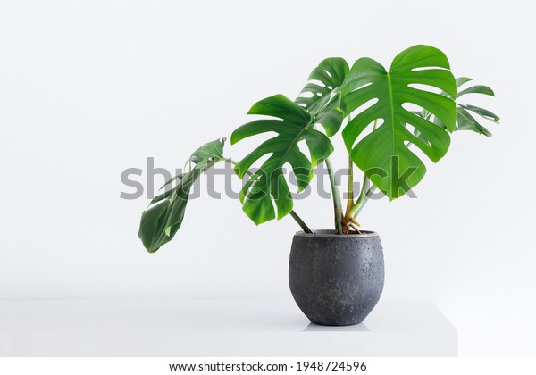 clean image of a large leaf house\
plant Monstera deliciosa in a gray pot on a white\
background