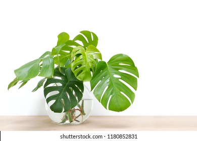 Clean Image Of Propagation Of Philodendron Monstera, Swiss Cheese Plant Leaves, Cuttings In Water Rooting In Glass Vase, Copy Space, Room For Text