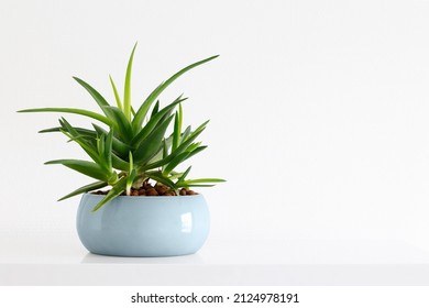 clean image of a succulent plant Haworthia Pentagona in a teal pot on a white background