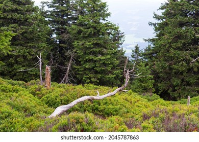 Clean Landscape in mountains Hruby Jesenik in the northeastern Bohemia, Czech Republic - Shutterstock ID 2045787863