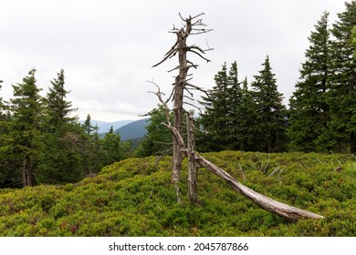 Clean Landscape in mountains Hruby Jesenik in the northeastern Bohemia, Czech Republic - Shutterstock ID 2045787866