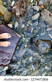 Clean mountain river