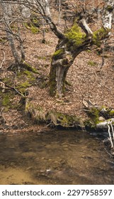 Clean mountain river flows through old forest in south of Serbia