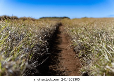 A Clean Path Between Grass