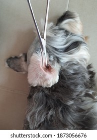 Clean And Pluck Ear Of Dog 