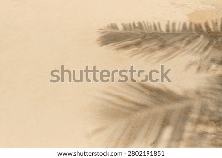 Clean sandy beach surface decorated with elegant palm leaf shadows creating a natural tropical frame. Perfect background for travel advertising, hotel promotions, vacation campaigns and summer-themed marketing materials.