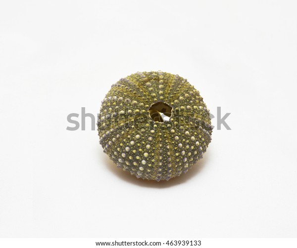 Clean Shell Sea Urchin Stock Photo Edit Now 463939133